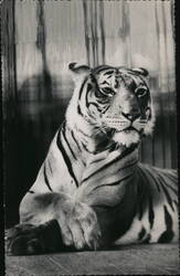 Tiger, London Zoo England W. G. Venderson Postcard Postcard Postcard