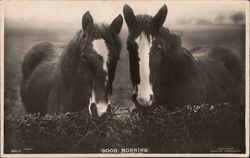 Two Horses, "GOOD MORNING" Postcard