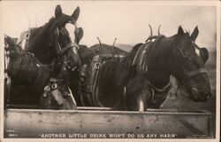 Three Working Horses Drinking Water Postcard