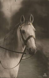 White Horse Portrait Postcard