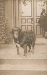 Black Dog on Porch Dogs Postcard Postcard Postcard