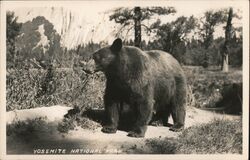 Bear in Yosemite Mational Park Yosemite National Park Postcard Postcard Postcard