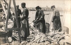 Men Processing Fish, possibly Cod Occupational Postcard Postcard Postcard