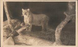 Mountain Lion in Yosemite National Park Postcard