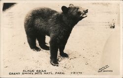 Black Bear Great Smoky Mts Natl. Park Postcard