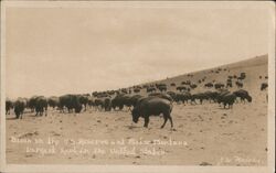 Bison on the U.S. Reserve at Moiese Montana J. W. Meiera Postcard Postcard Postcard