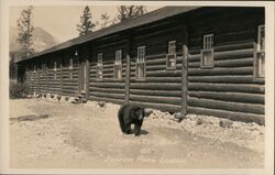 Inspector Bear at Jasper Park Lodge Alberta Canada Postcard Postcard Postcard