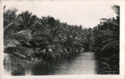 River Scene, Palms, Canada? Postcard