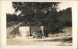 Man on Horseback at Water Well Postcard