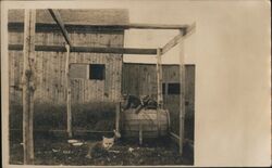 Two Foxes on a Barrel, One Fox on the Ground Postcard