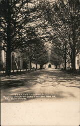 The Avenue of Ginko-trees Leading to the Central Grand Hall, Tokyo Imperial University Japan Postcard Postcard Postcard