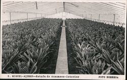 Pineapple Greenhouse Interior, S. Miguel, Azores Postcard