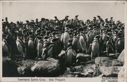 Penguins, Isla Pingüin, Santa Cruz, Argentina Postcard