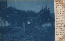 Cyanotype View of Vines on East Side of Home Tamora, NE Postcard Postcard Postcard