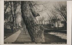 Gray Squirrel, Central City, NE Nebraska Postcard Postcard Postcard