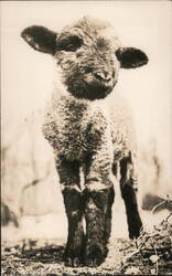 Lamb Postcard