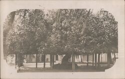 Giant Banyan Tree on Supports Hawaii Postcard Postcard Postcard