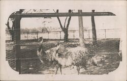 Two Ostriches Behind Wire Fence Postcard