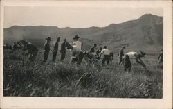 Quarantine Camp, Coast Artillery Corps C.A.C. Honolulu, HI Postcard Postcard Postcard