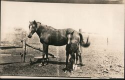 Mare and Foal Postcard