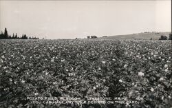 Potato Field in Bloom - Limestone, Maine Postcard