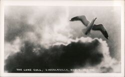 The Lone Gull, Lincolnville Beach, Maine Postcard