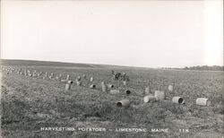 Harvesting Potatoes -- Limestone, Maine Postcard