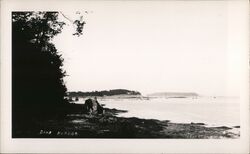 Dark Harbor, Maine Postcard