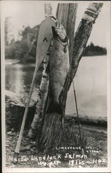 Maine Landlock Salmon 19lbs 11oz Postcard