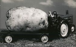 Giant Maine Potato on a Trailer Pulled by a Tractor Exaggeration Postcard Postcard Postcard