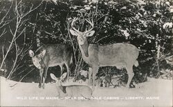 Wild Life in Maine - Near Dell Dale Cabins - Liberty, Maine Postcard