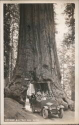 Wawona Big Tree and Auto, Yosemite National Park California Postcard Postcard Postcard