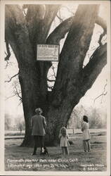 Sir Joseph Hooker Oak near Chico, Calif. Postcard