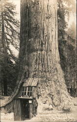 The Natural Monument "The Queen Occupied Tree" 1926 ft. Tall 11 ft. Wood Cavity California Sequoia & Kings Canyon National Parks Postcard