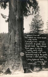 Lilliey Redwood Park, One Room House in Redwood Tree Postcard