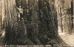 Bull Creek Redwoods, Humboldt's Finest Fortuna, CA Postcard Postcard Postcard