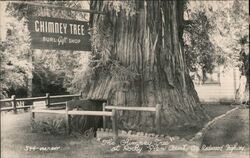 Chimney Tree, Rocky Point Court on Redwood Highway Postcard