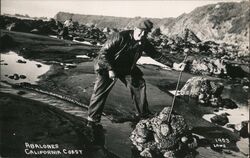 Man Harvesting Abalones, California Coast Postcard