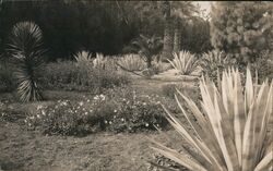 Desert Botanical Garden Postcard