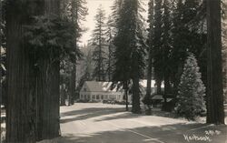 Giant Redwood Trees and Redwood Highway Hartsook Inn, CA Piercy, CA Postcard Postcard Postcard