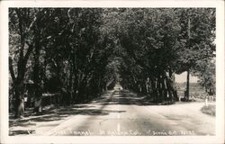 Famous Tree Tunnel Saint Helena, CA Postcard Postcard Postcard