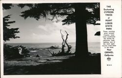 The Enchanting Cypress Trees at Point Lobos State Park Carmel, CA Postcard Postcard Postcard