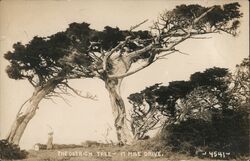 The Ostrich Tree, 17 Mile Drive Postcard