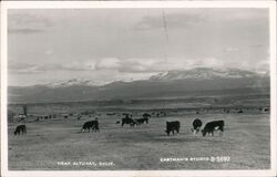 Cattle Grazing Near Alturas, CA Postcard