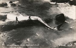 Dead Whale Near Port Bragg CA Postcard