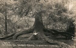 The Octopus Tree, Redwood Highway (A spruce over a redwood) Postcard