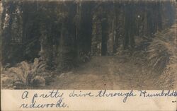 Humboldt Redwood Forest Drive Postcard