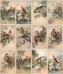 Set of 12 Vintage Bird Postcards, Colorful Birds on Branches, Flowers, Nature Scenes Postcard