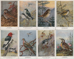 Eight Vintage Bird Illustrations by Allan Brooks Postcard