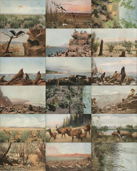 18 Scenes of North American Wildlife Postcard